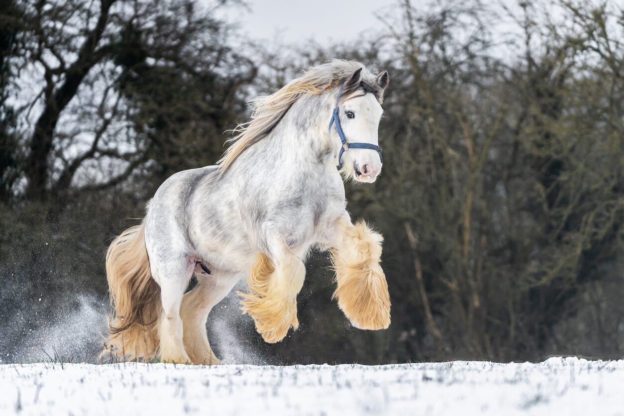 horse breed quiz. https://howtokings.com/